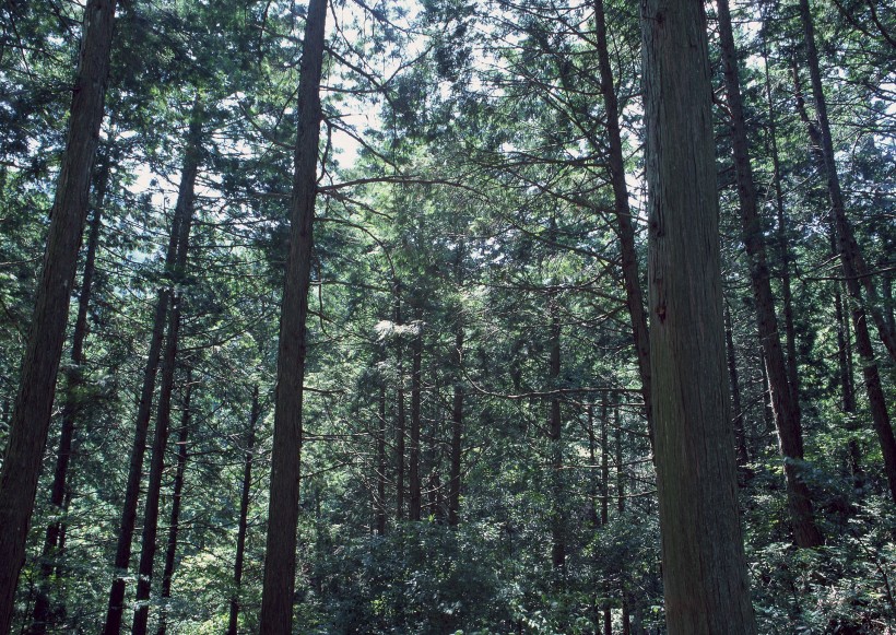 陽光樹林圖片