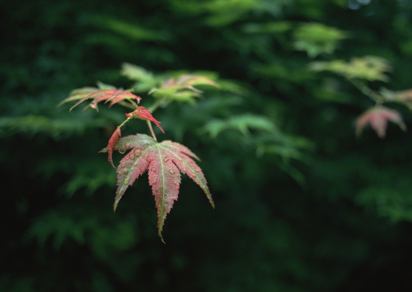 秋季紅葉和湖水圖片