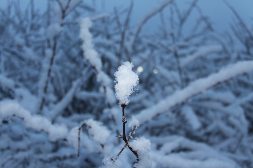 晶瑩的雪花圖片