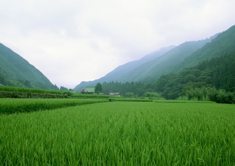 春天的田野图片