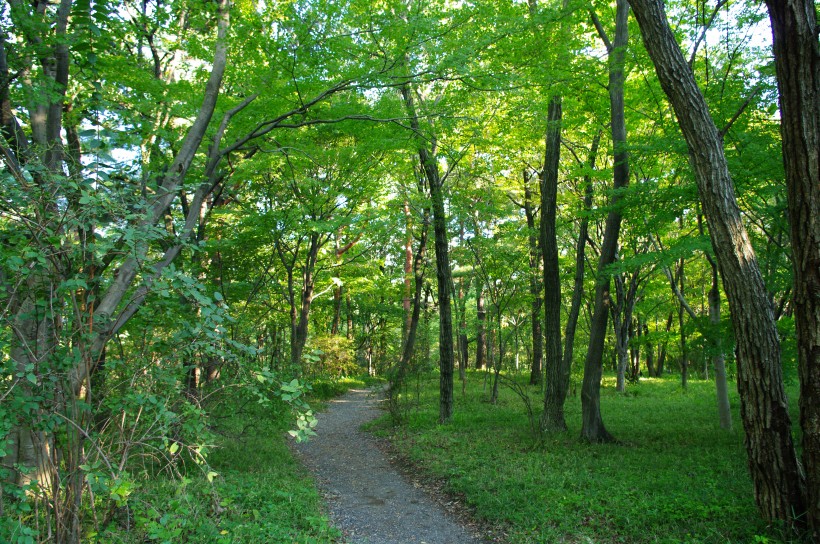 郁郁蔥蔥的綠色樹(shù)林風(fēng)景圖片