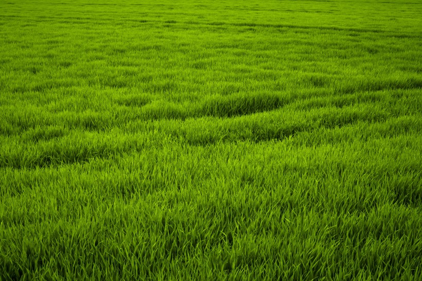 綠色的草地風(fēng)景圖片