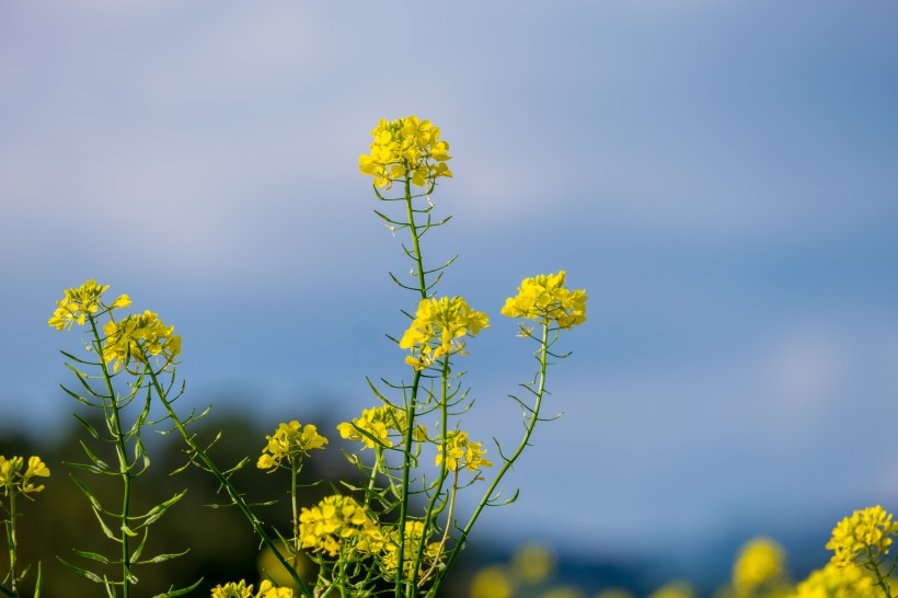 金燦燦的油菜花田風(fēng)景圖片