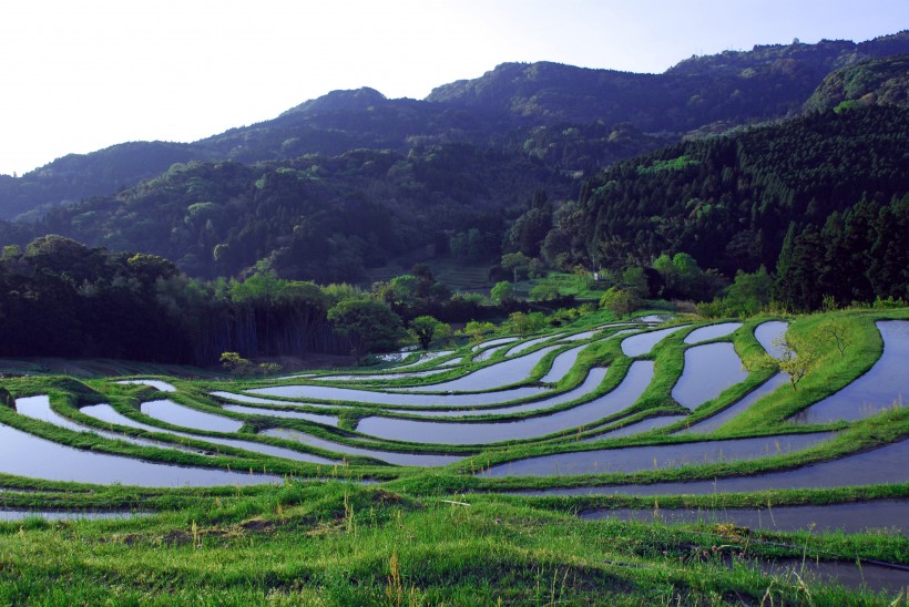 綠色梯田風景圖片