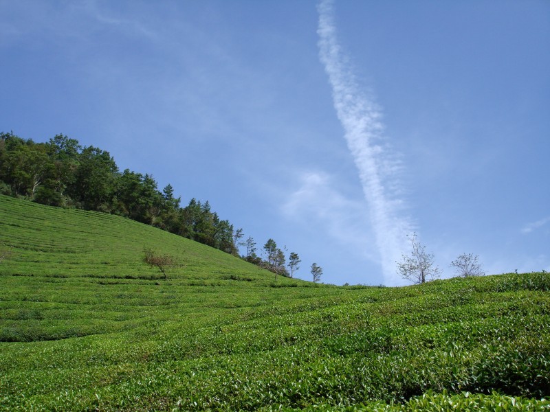 風景優(yōu)美的茶園圖片