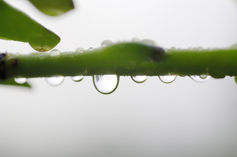 清新露水图片