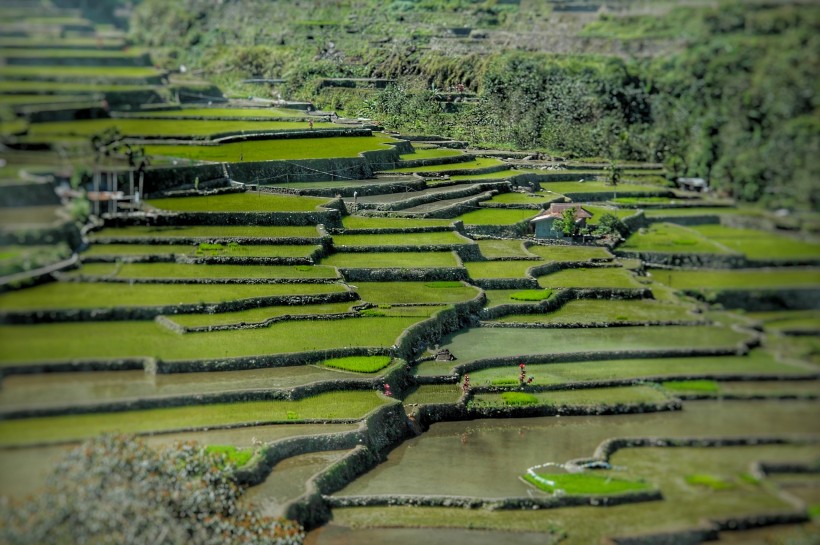 綠色梯田風(fēng)景圖片