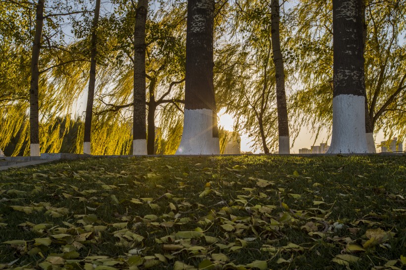 唯美的秋叶风景图片