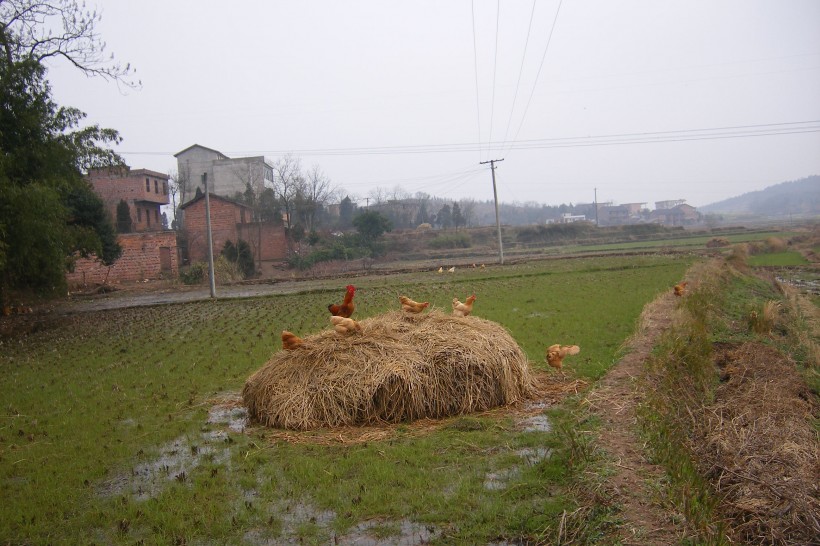 草垛子风光图片