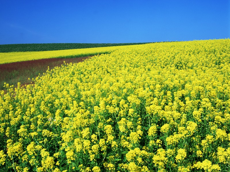 油菜花田图片