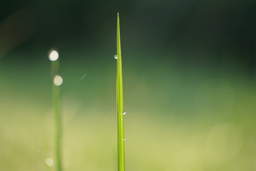 露水小草圖片