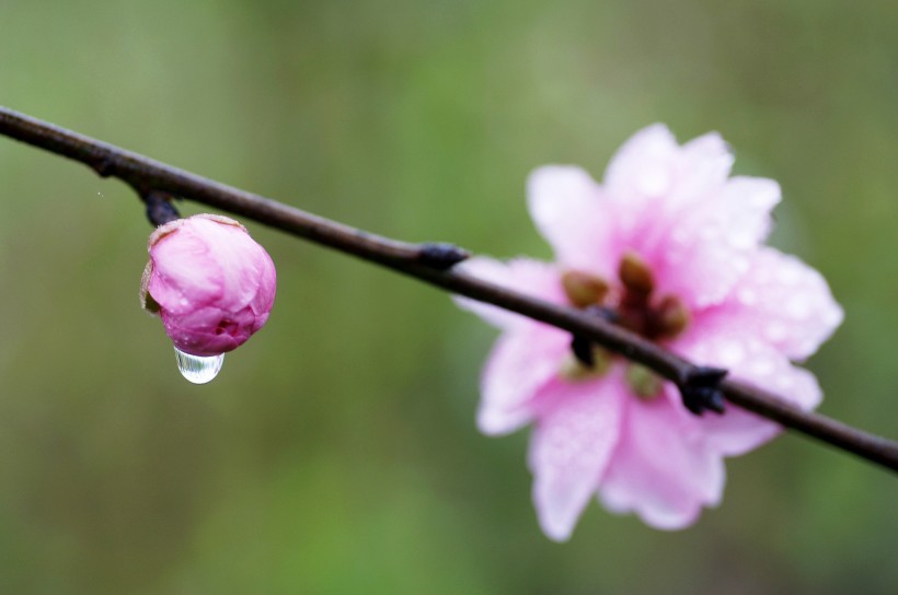 清新露水圖片