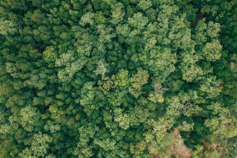 航拍綠油油的森林圖片