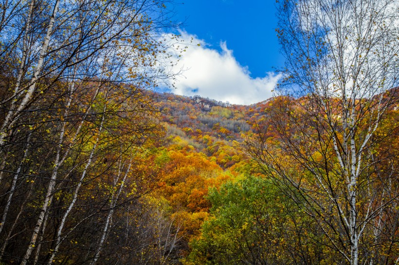 漫山遍野的金色秋景圖片