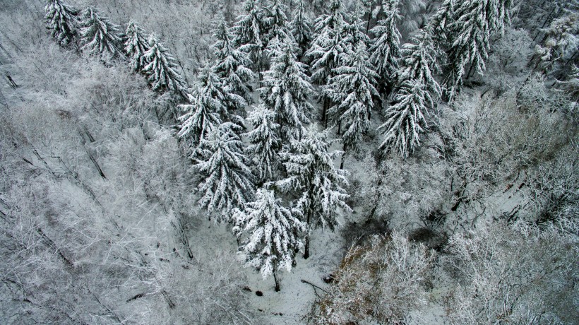 大雪覆盖的树木图片