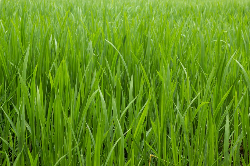 綠油油的水稻稻田圖片