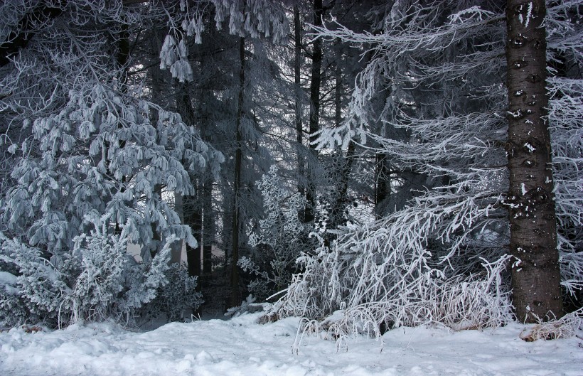 冬季唯美的森林雪景图片