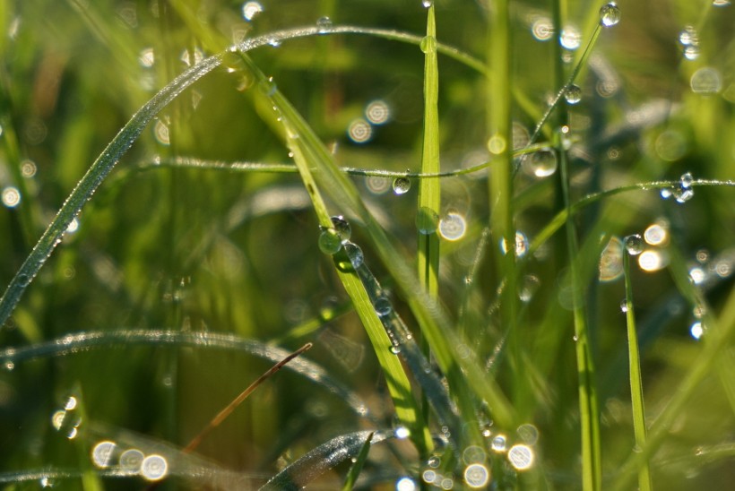 露水小草圖片