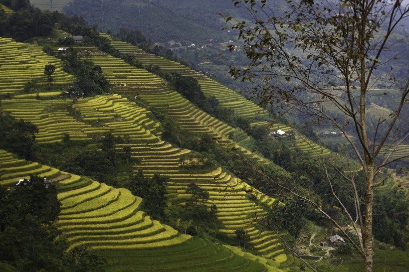 秋季乡村梯田风景图片