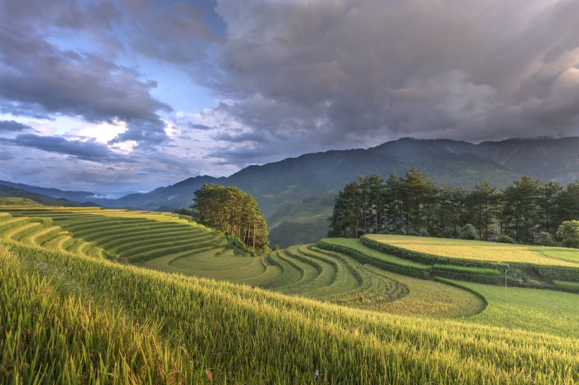 秋季乡村梯田风景图片