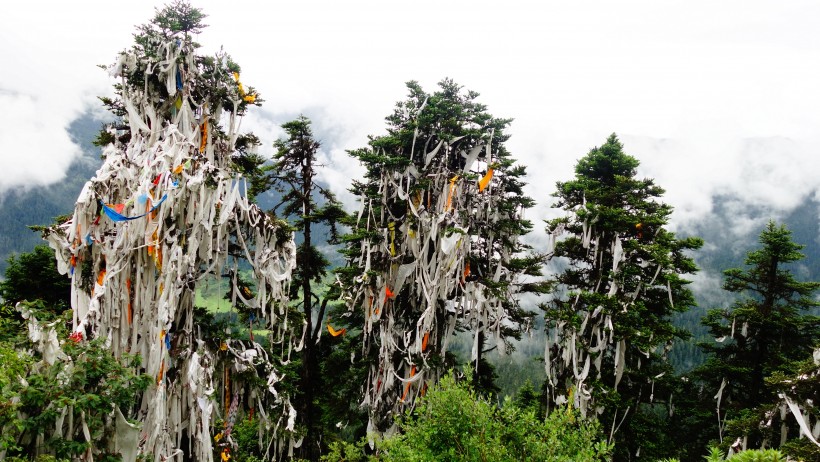 云杉树木风景图片