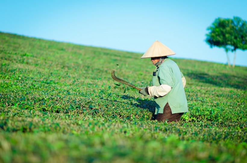 風景優(yōu)美的茶園圖片