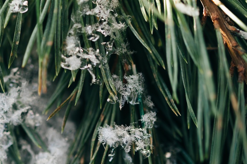 晶瑩的雪花圖片