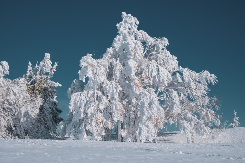 冬季苍茫的白色雪景图片