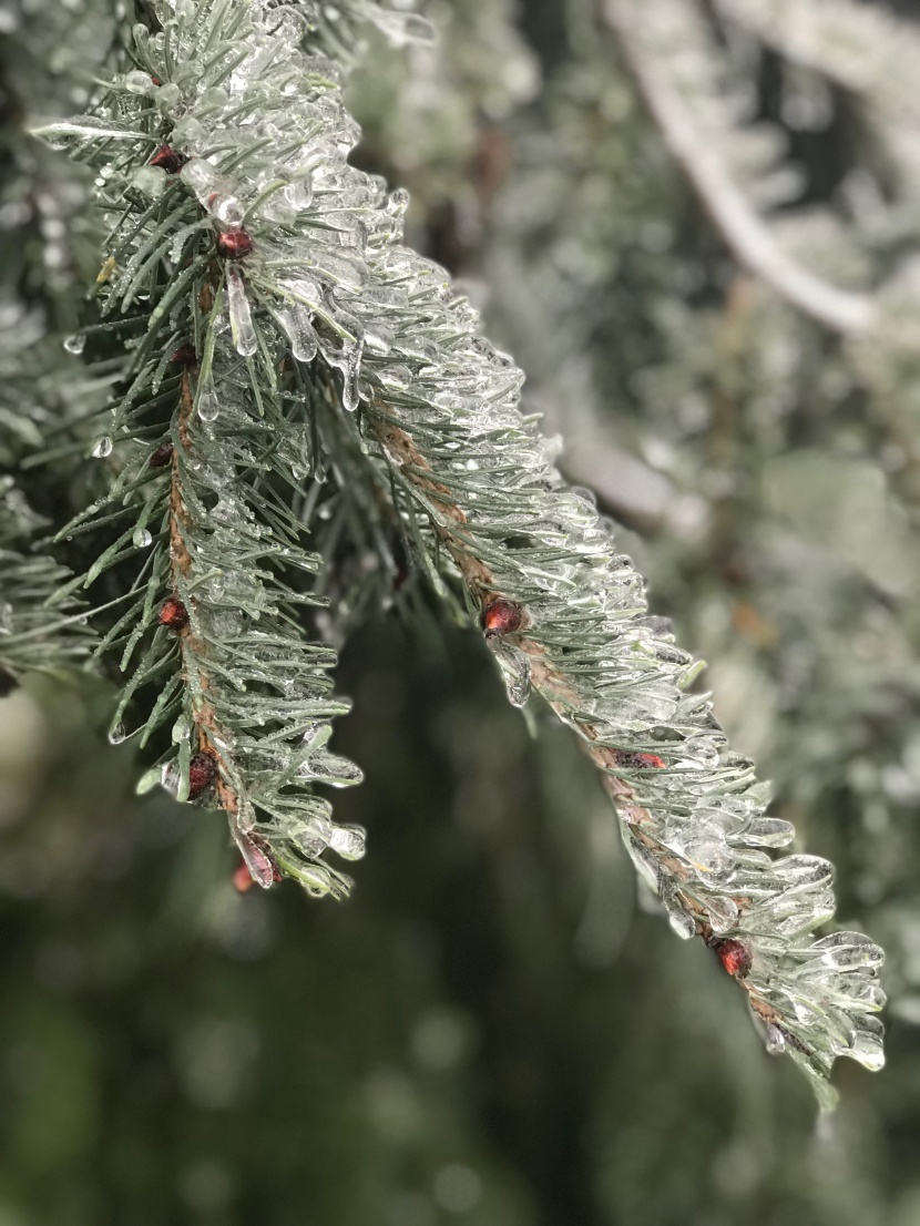 冬季结冰的植物图片