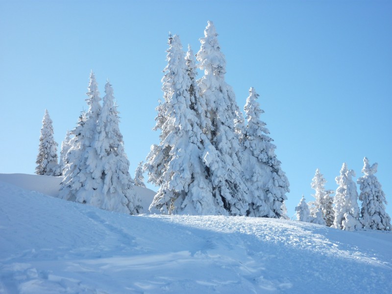 唯美白色雪景圖片