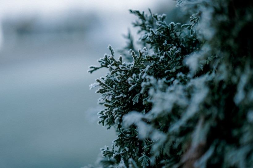 美丽的雪花图片