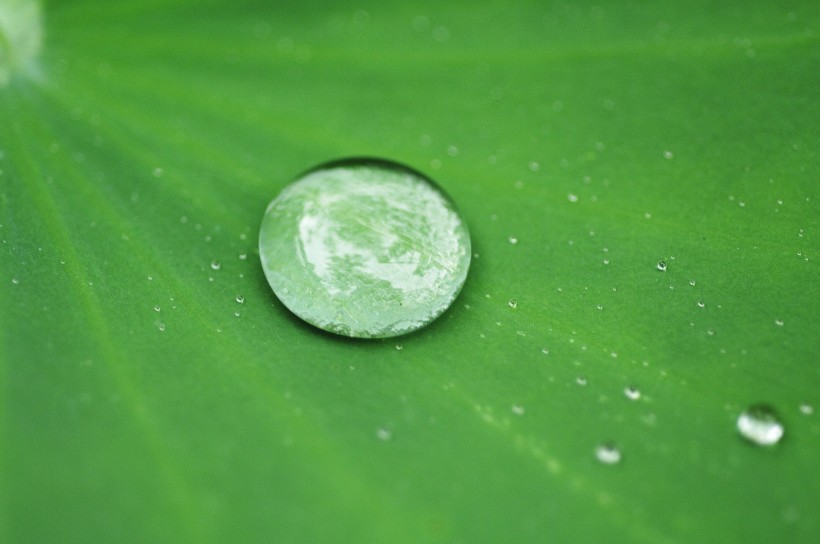 清新露水图片