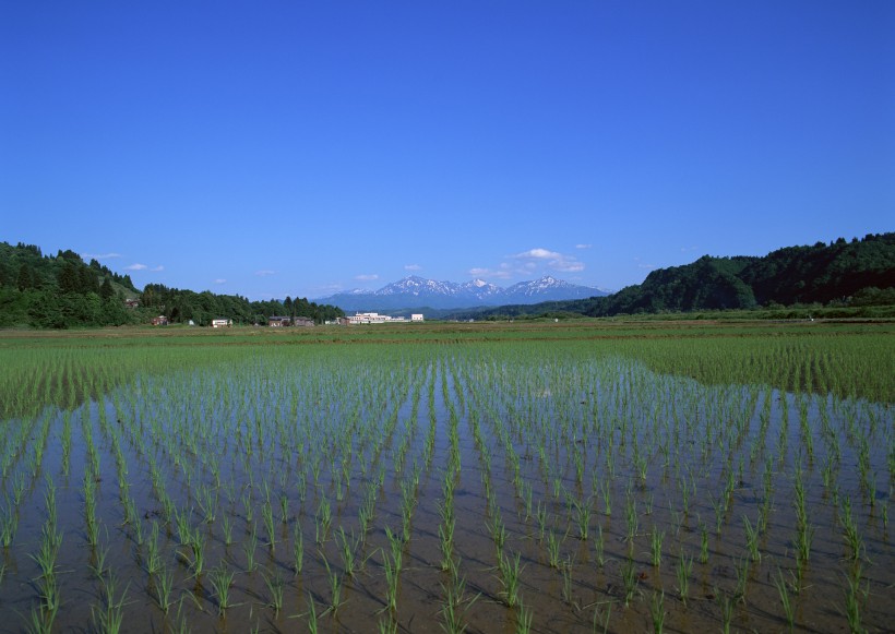 春天的田野图片