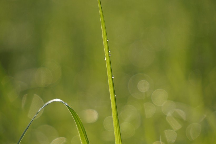 露水小草圖片