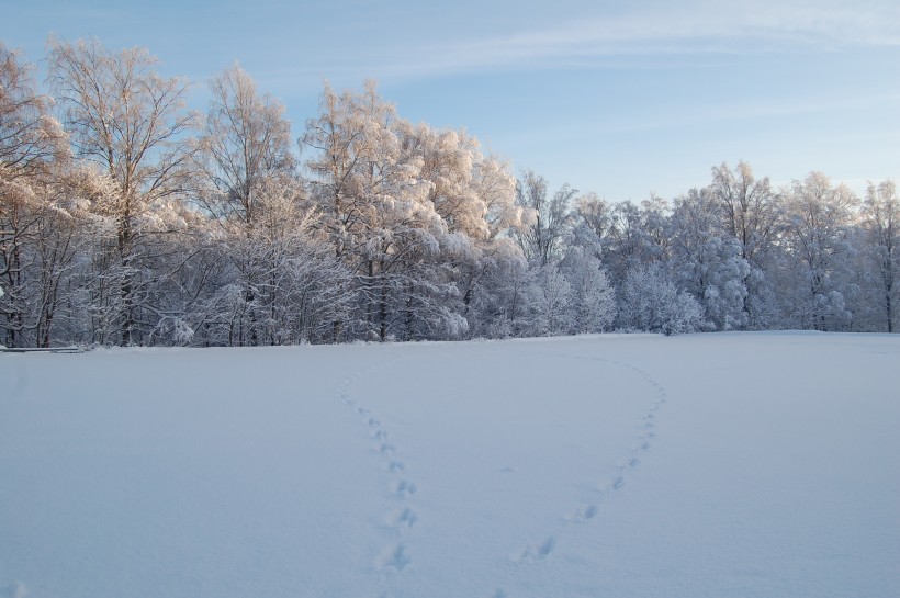 唯美白色雪景圖片