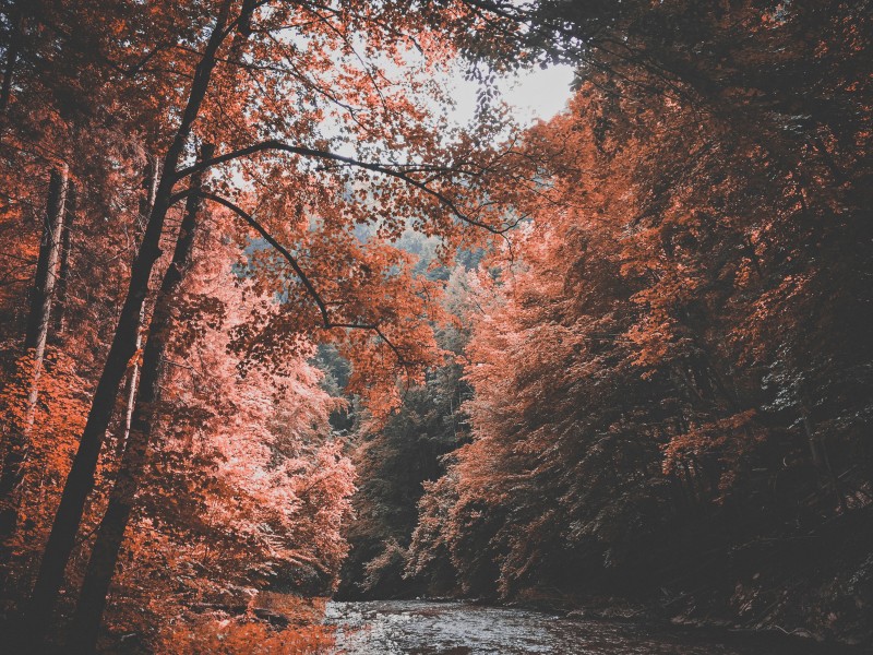 秋天樹林風(fēng)景圖片