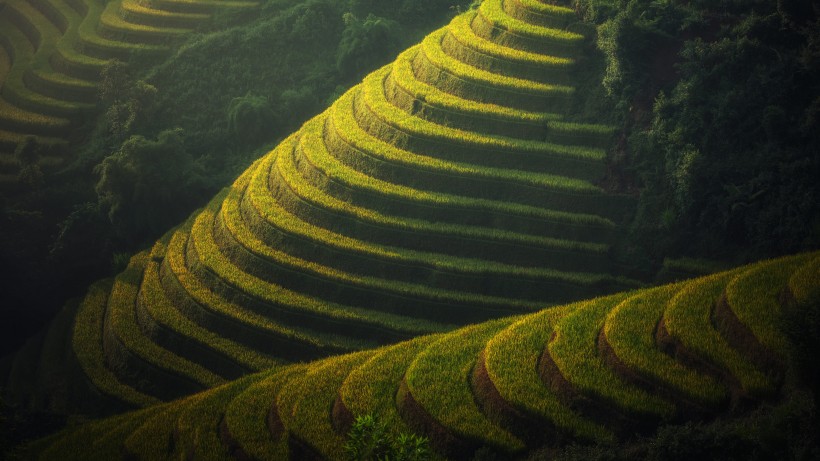 層層疊疊綠色的梯田風(fēng)景圖片