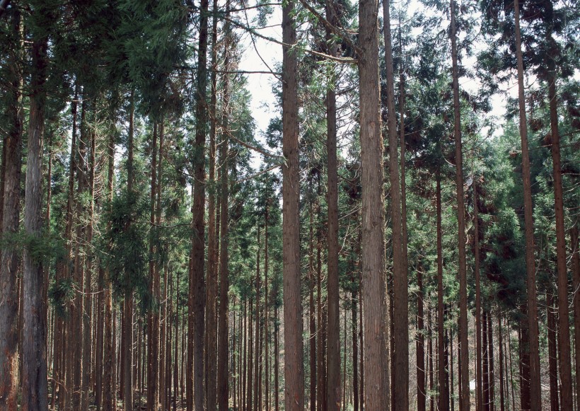 陽光樹林圖片