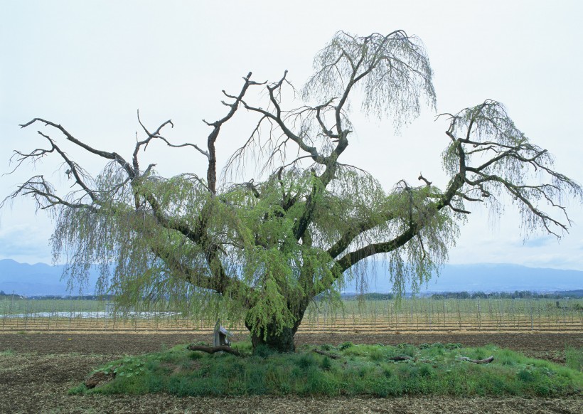 春季风景如画图片