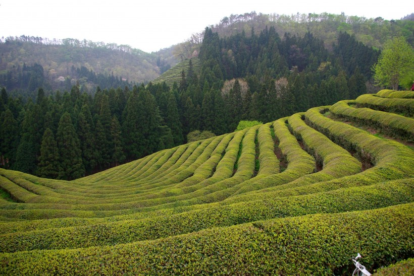 一望无际的绿色茶园风景图片