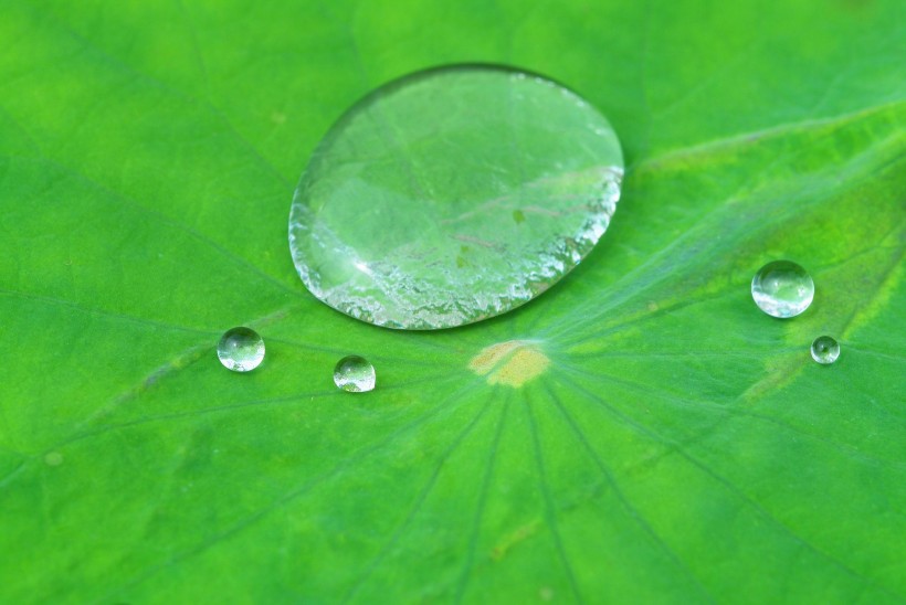 清新露水图片