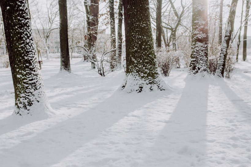 冬季白雪覆蓋的公園圖片