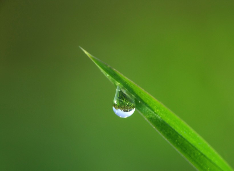 清晨草上的露珠圖片