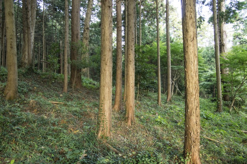 郁郁蔥蔥的綠色樹林風(fēng)景圖片