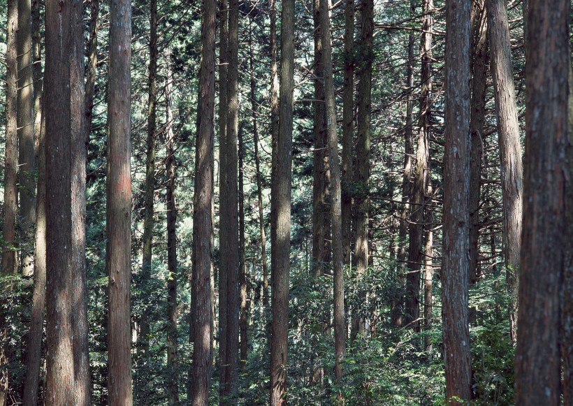 陽光樹林圖片