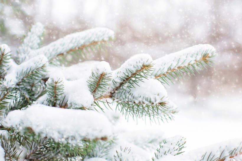 纯净的雪景图片