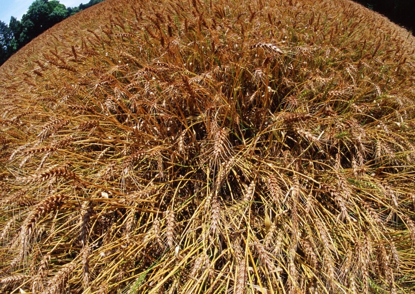 麦地丰收图片