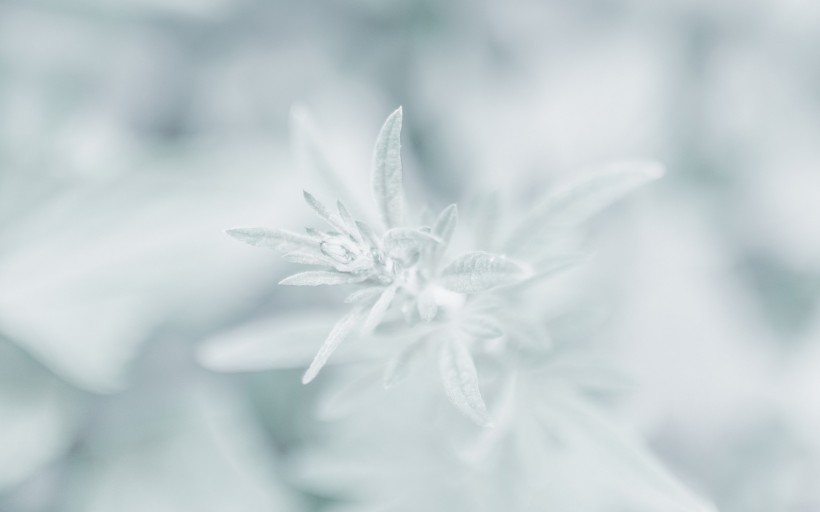 冬日唯美雪景图片