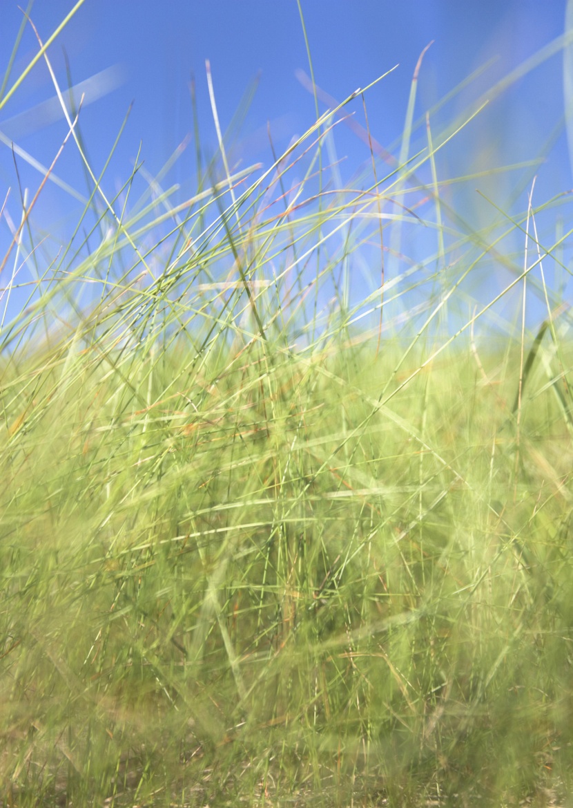 晴朗的天空和草地图片