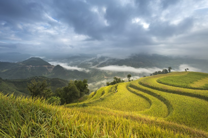 層疊的綠色梯田風(fēng)景圖片